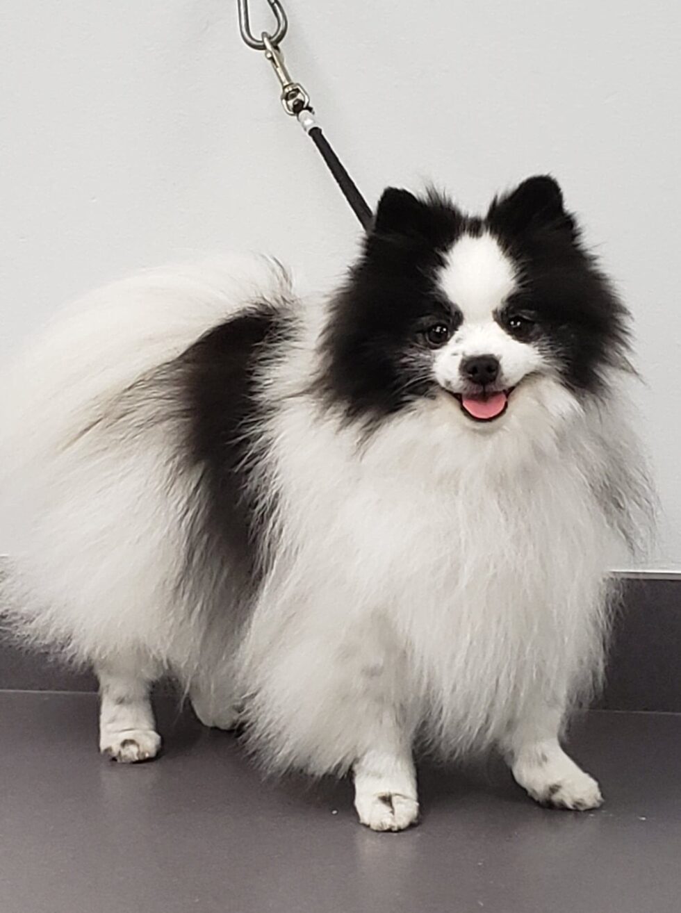 Pet Emergency & Urgent Care In Bentonville, AR Rose Animal Clinic