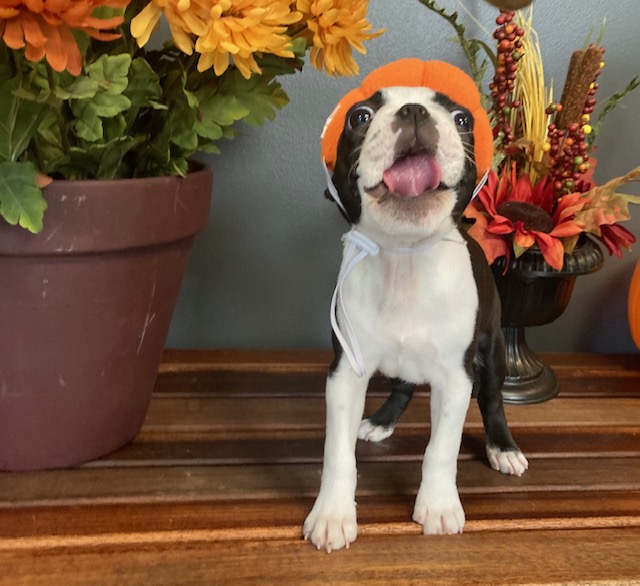 benelli halloween 1
